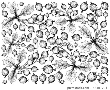 Darwins Barberries on White Background 42301701