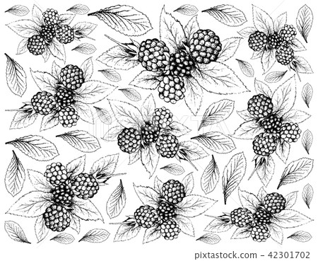 Hand Drawn of Dewberries on White Background 42301702