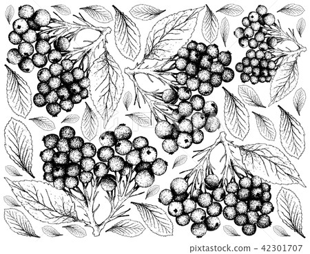 Hand Drawn Elderberry Fruits on White Background 42301707