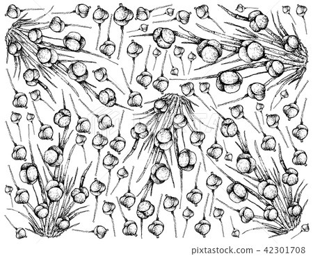 Ephedra Distachya Fruits on White Background 42301708