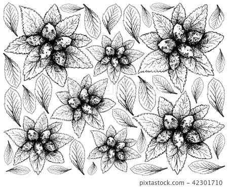 Hand Drawn of Dwarf Whitebeam Fruits Background Hand Drawn of Dwarf Whitebeam Fruits Background 42301710