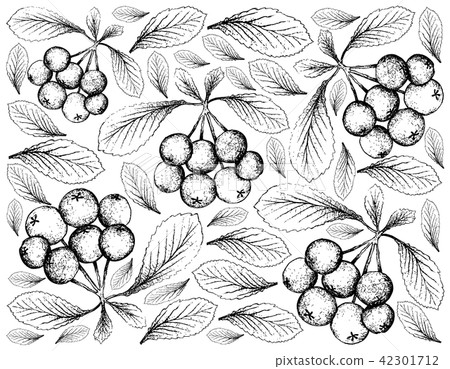 Firethorn Berries Fruits on White Background Firethorn Berries Fruits on White Background 42301712