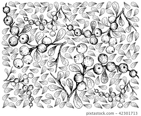 Flueggea Virosa Fruits on White Background Flueggea Virosa Fruits on White Background 42301713