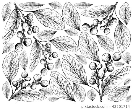 Orangeberry Fruits on White Background Orangeberry Fruits on White Background 42301714