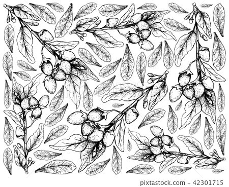 Hand Drawn of Goji Berries on White Background Hand Drawn of Goji Berries on White Background 42301715
