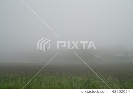 Fog Fog 42302034