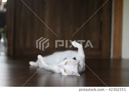 Cat pets Cat pets 42302551