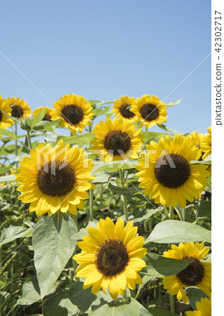 Sunflower Sunflower 42302717