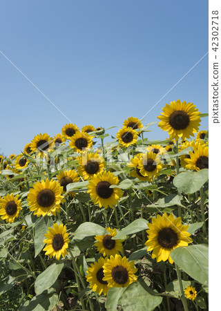 Sunflower Sunflower 42302718