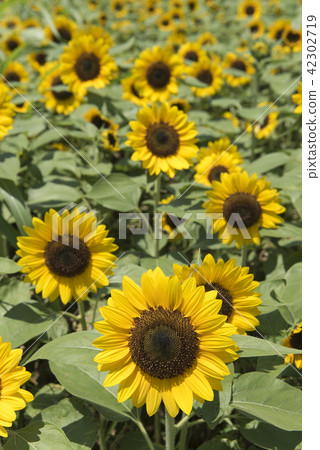 Sunflower Sunflower 42302719