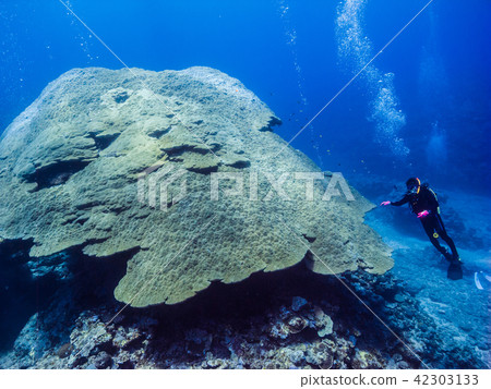 沖繩縣伊埃島瓦茲珊瑚,Porites solida 沖繩縣伊埃島瓦茲珊瑚,Porites solida 42303133