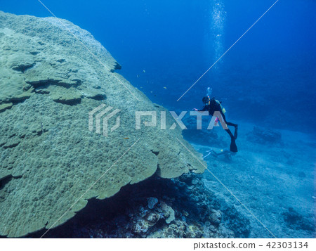 沖繩縣伊埃島瓦茲珊瑚,Porites solida 沖繩縣伊埃島瓦茲珊瑚,Porites solida 42303134