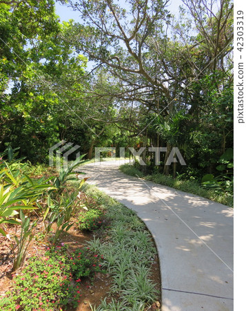 A sidewalk that is surrounded by tropical plants (Miyako Miyakojima tropical fruit garden) A sidewalk that is surrounded by tropical plants (Miyako Miyakojima tropical fruit garden) 42303319
