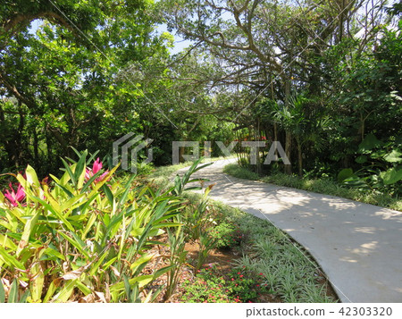 A sidewalk that is surrounded by tropical plants (Miyako Miyakojima tropical fruit garden) 42303320