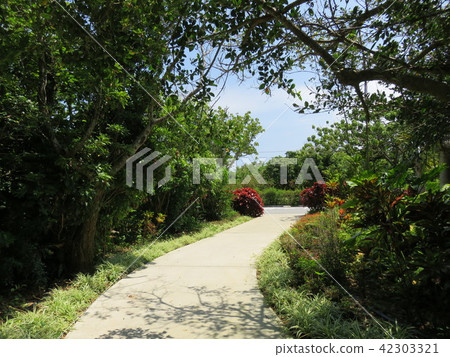 A sidewalk that is surrounded by tropical plants (Miyako Miyakojima tropical fruit garden) A sidewalk that is surrounded by tropical plants (Miyako Miyakojima tropical fruit garden) 42303321