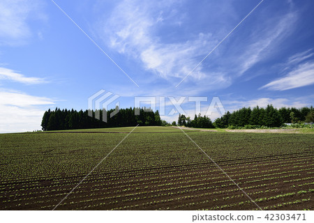Shooting landscape of early summer of red bean field in Otobe town, Hokkaido 42303471