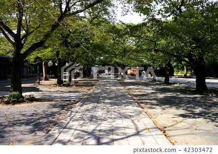Landscape of Mishima Taisha 42303472