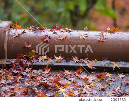 東山公園秋葉 42303583