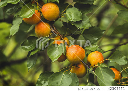 branch with ripe apricots 42303651