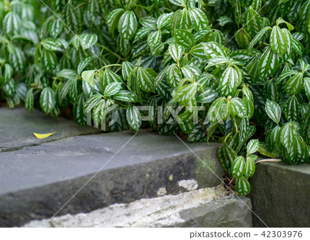 Beautiful stepping stone path through green grass Beautiful stepping stone path through green grass 42303976