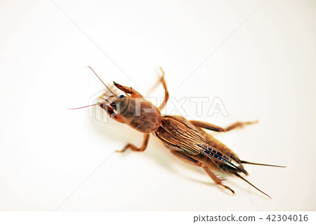 Okera Okera 42304016