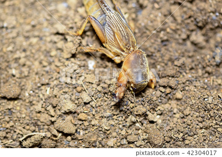 Okera Okera 42304017