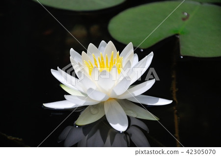 睡蓮 睡蓮 42305070