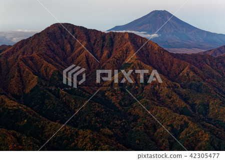 Mt. Fuji from Morishigi Mountain · now Kurayama ridgeline at dawn and Mt. 42305477