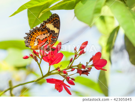 orange butterfly collects nectar on a pink flower. 42305845