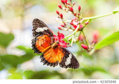 orange butterfly collects nectar on a pink flower. 42305846