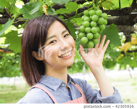A woman with a hand on a grape vine grape A woman with a hand on a grape vine grape 42305916