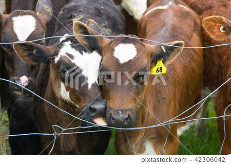 <New Zealand> Veal in the ranch <New Zealand> Veal in the ranch 42306042