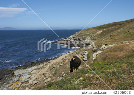 Striated Caracara Striated Caracara 42306068