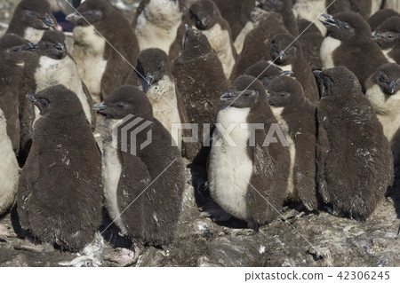 Rockhopper Penguin chicks Rockhopper Penguin chicks 42306245