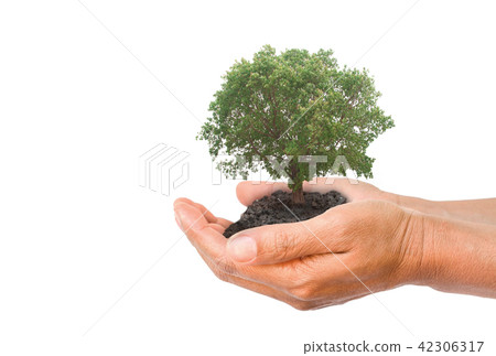 hands holding soil with big tree hands holding soil with big tree 42306317