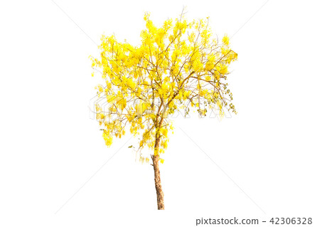Yellow tree Yellow tree 42306328