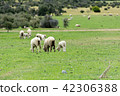 <新西蘭>牧場上的綿羊 42306388