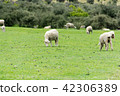 <新西蘭>牧場上的綿羊 42306389