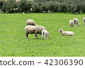 <新西蘭>牧場上的綿羊 42306390