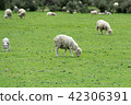 <新西蘭>牧場上的綿羊 42306391