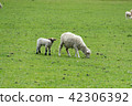 <新西蘭>牧場上的綿羊 42306392