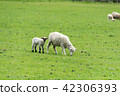 <新西蘭>牧場上的綿羊 42306393