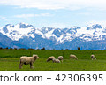<新西蘭>牧場上的綿羊 42306395