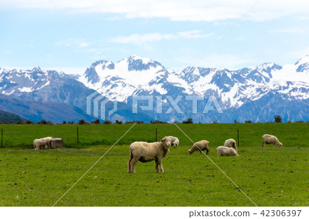 <New Zealand> sheep at the ranch 42306397