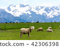 <新西蘭>牧場上的綿羊 42306398