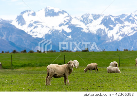 <New Zealand> sheep at the ranch <New Zealand> sheep at the ranch 42306398