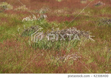 Spring grasses on the Falkland Islands 42306400