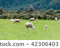 <新西蘭>牧場上的綿羊 42306403