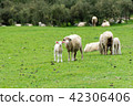 <新西蘭>牧場上的綿羊 42306406