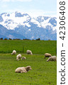 <新西蘭>牧場上的綿羊 42306408